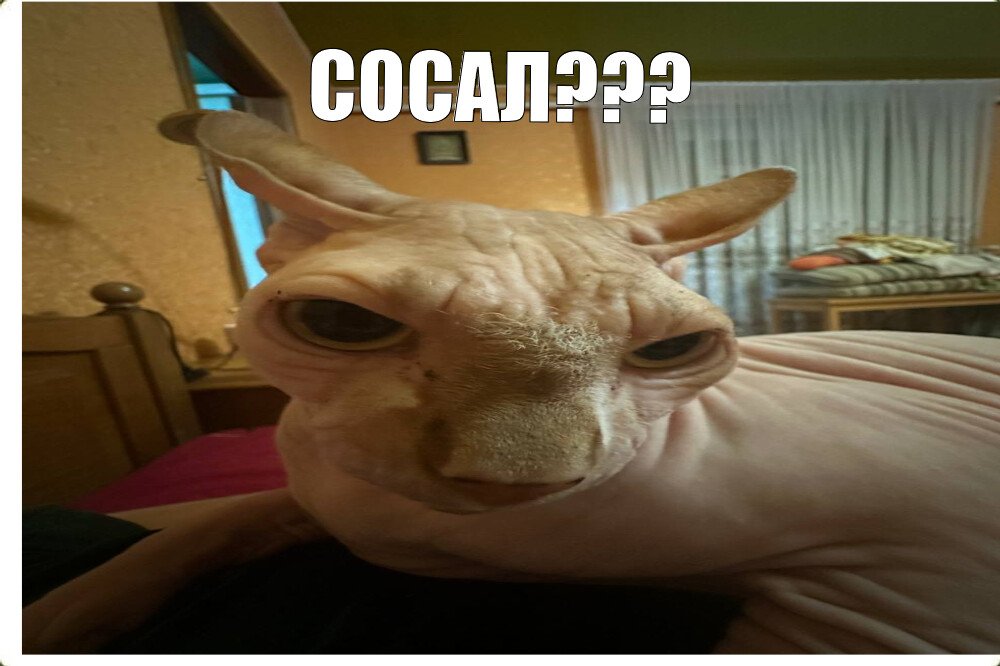 Скачать Меме Шлюха Скачать Меме Шлюха